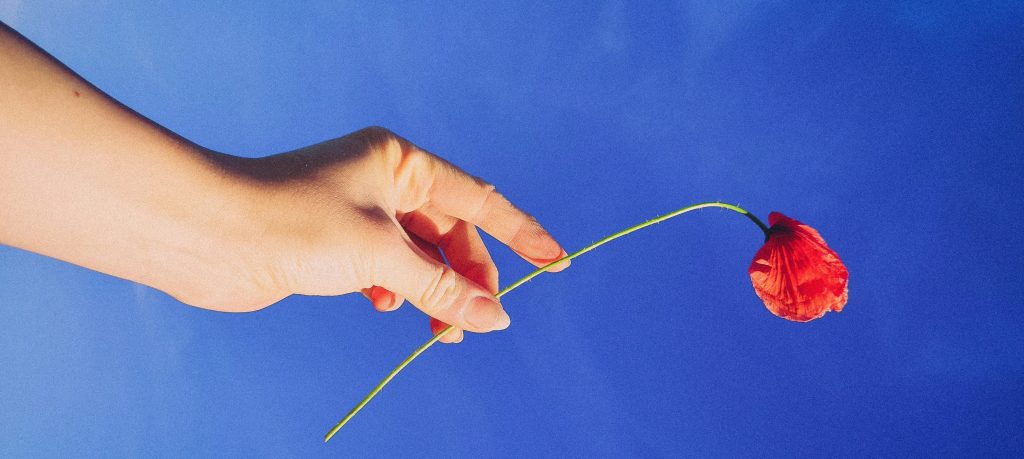 Hand mit einer Mohnblume